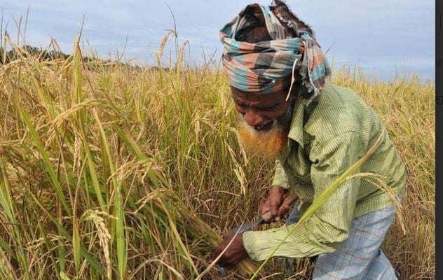 কৃষকের ঘরে উৎসবের আমেজ