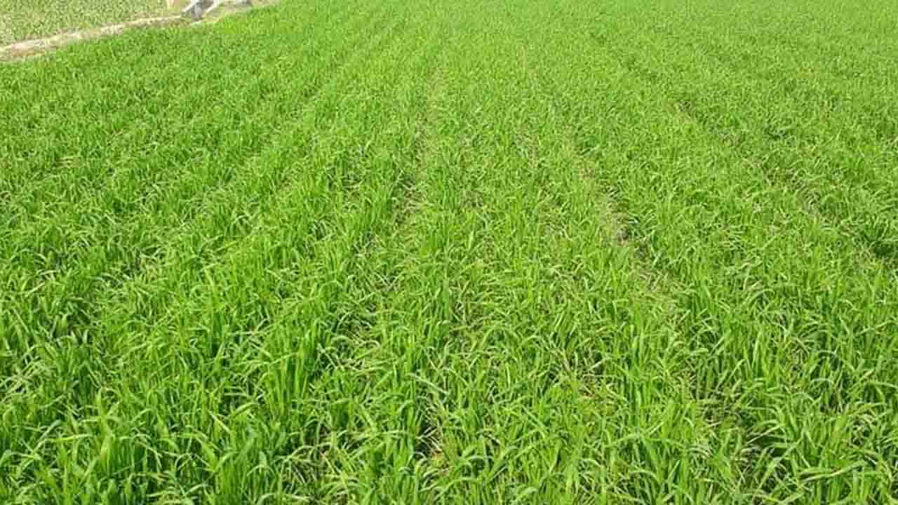 রাজশাহীতে ৫.৪০ লাখ টনেরও বেশি গম উৎপাদনের লক্ষ্যমাত্রা