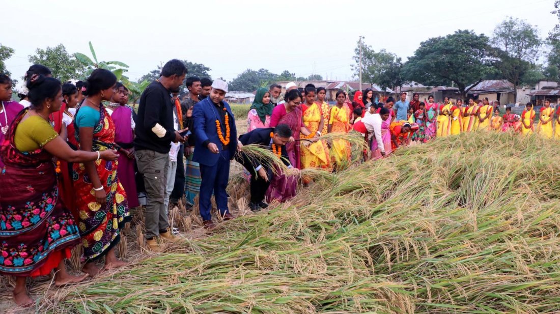 রাজশাহীতে আমনের ফলনে লক্ষ্যমাত্রা ছাড়িয়ে যাওয়ার আশা