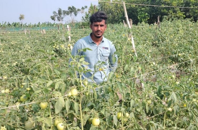  উচ্চ ফলনশীল টমেটো চাষে সফল জীবননগরের কৃষকরা 