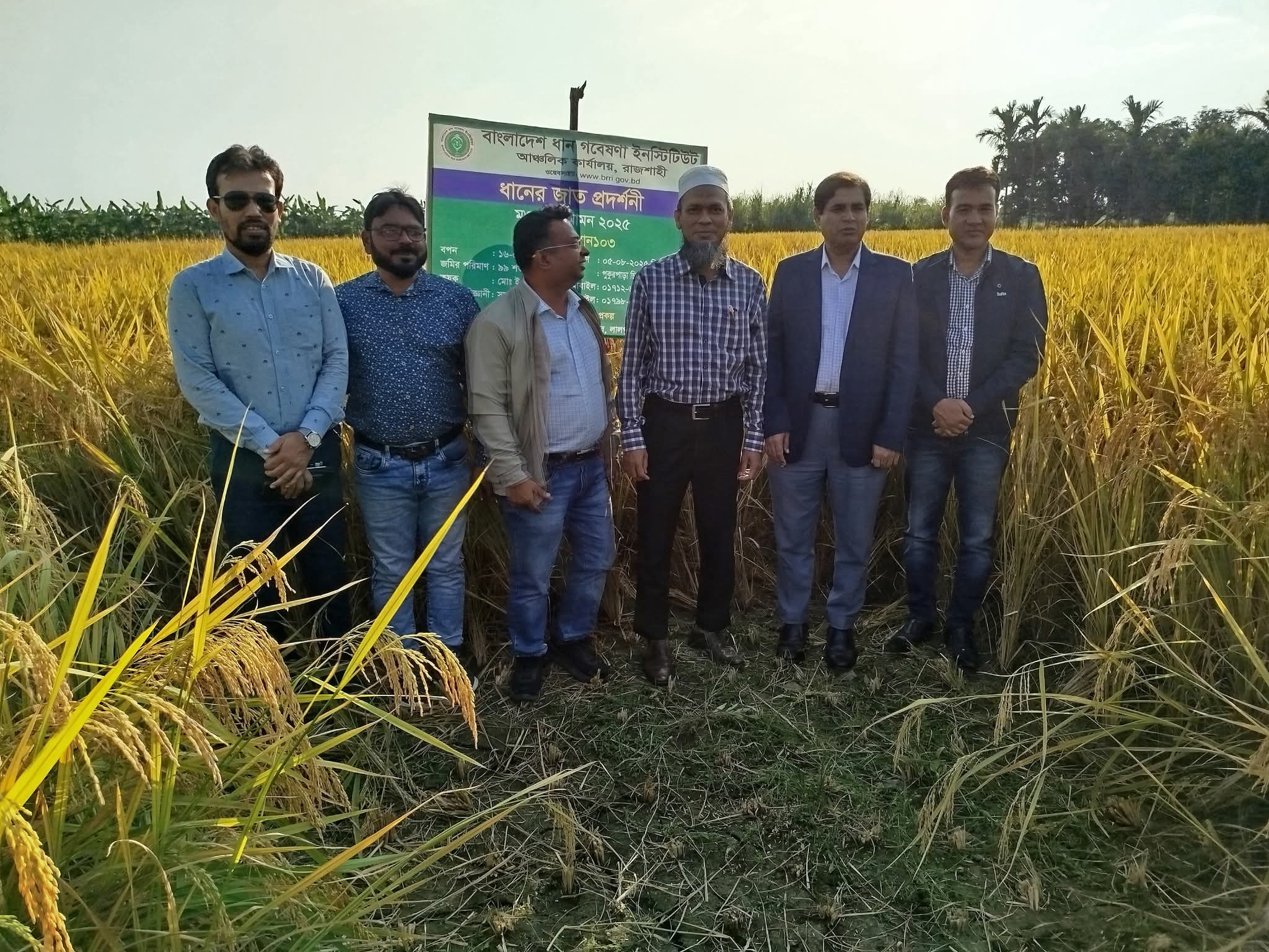 নাটোরে সম্ভাবনাময় ব্রি ধান-১০৩ চাষে সফলতা  