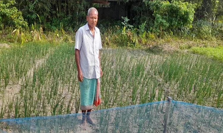 ঠাকুরগাঁওয়ে গ্রীষ্মকালীন পেঁয়াজ চাষে কৃষকের সফলতা