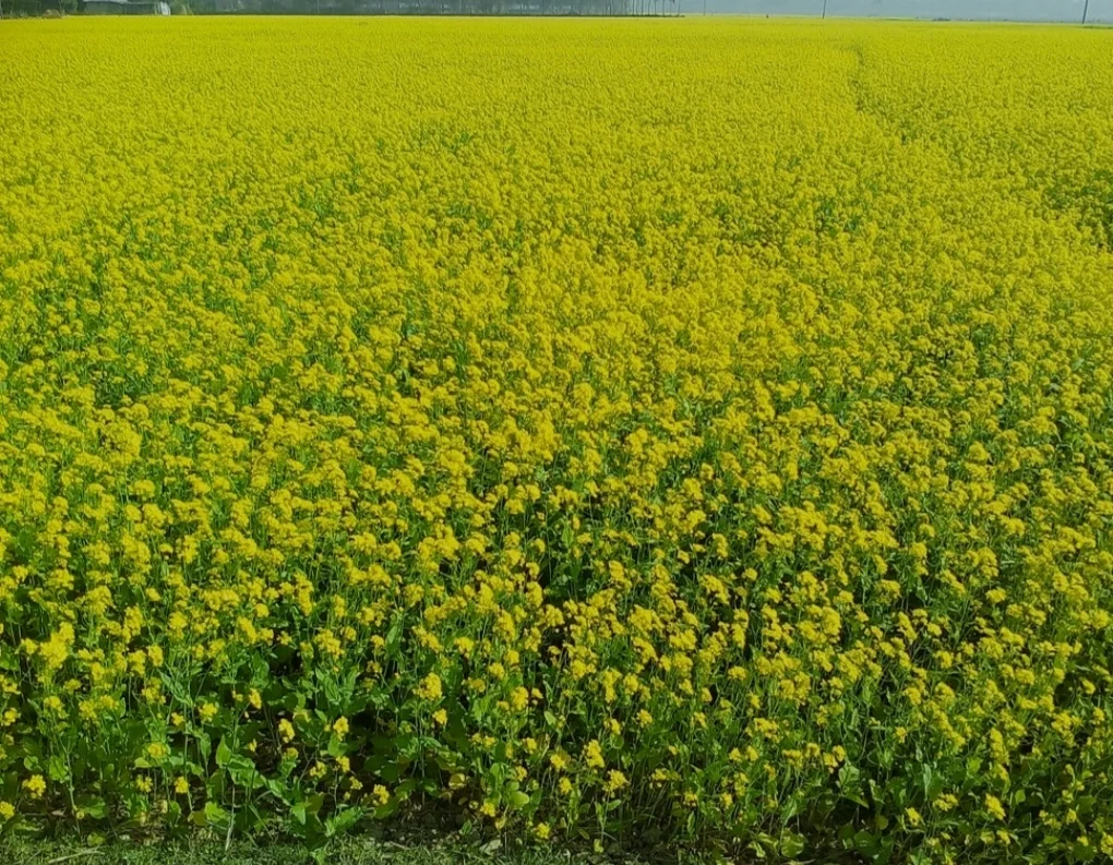 খুলনায় সরিষা উৎপাদনের লক্ষ্যমাত্রা ৫৪ হাজার ৩৬৯ টন