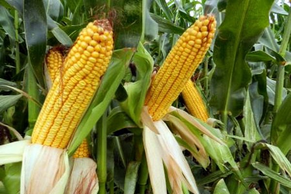 বিজ্ঞানসম্মত পদ্ধতিতে ভুট্টার চাষ