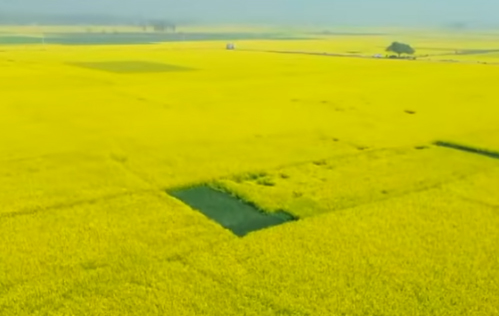 সরিষা ও মধুতে সুবর্ণ সময়: সিরাজগঞ্জে ১১০০ কোটি টাকার বাণিজ্যের আশা
