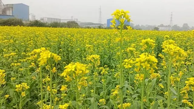 তিতাসে লক্ষ্যমাত্রা ছাড়িয়ে সরিষা আবাদ