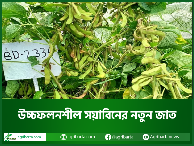 উচ্চফলনশীল সয়াবিনের নতুন জাত
