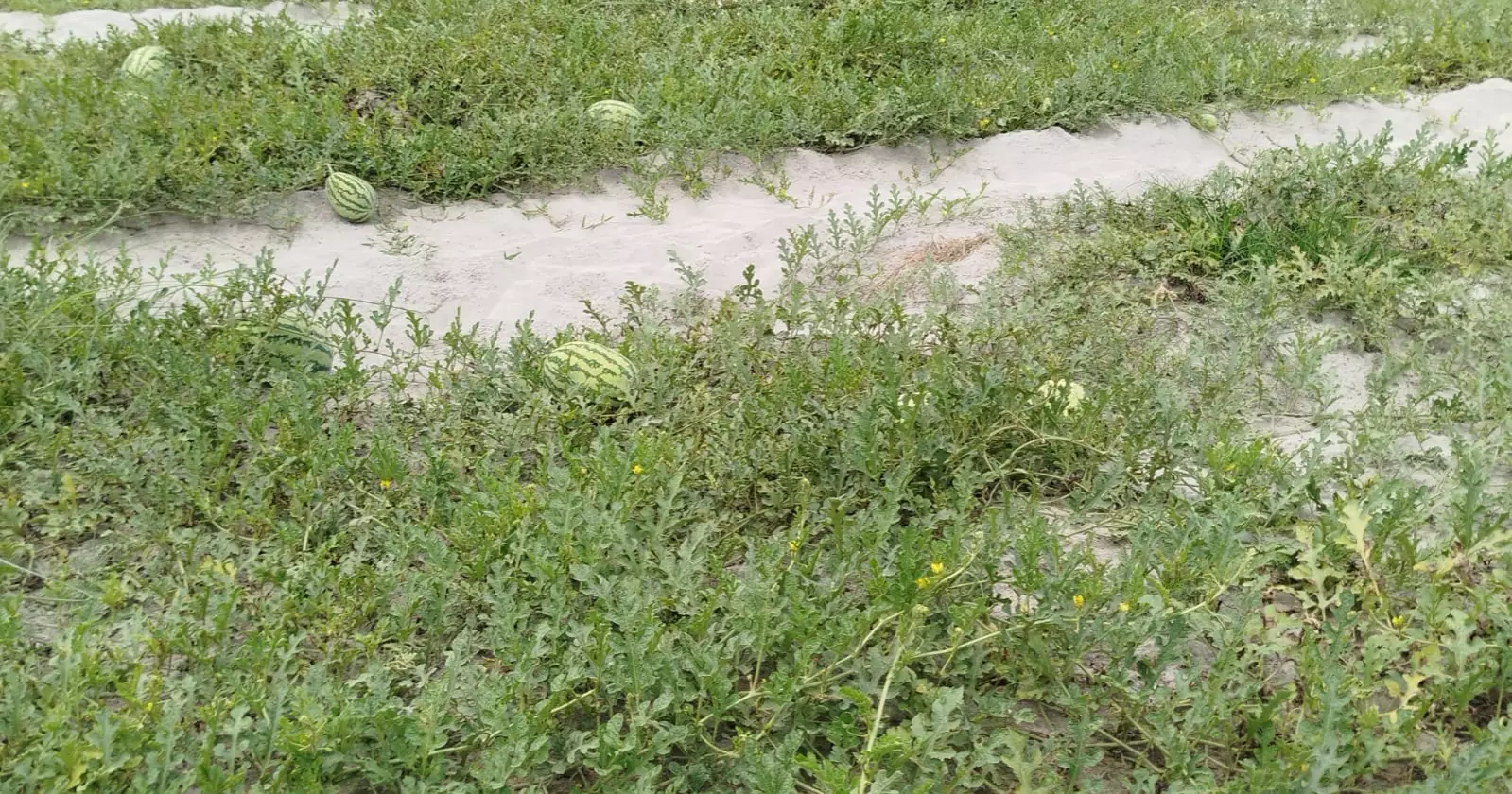 তিস্তা চরাঞ্চলে আগাম তরমুজ চাষে নতুন সম্ভাবনা