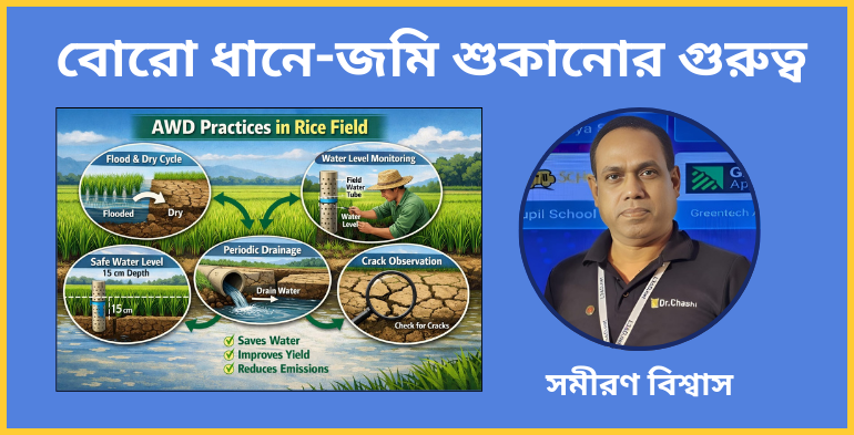 বোরো ধানে- জমি শুকানোর গুরুত্ব