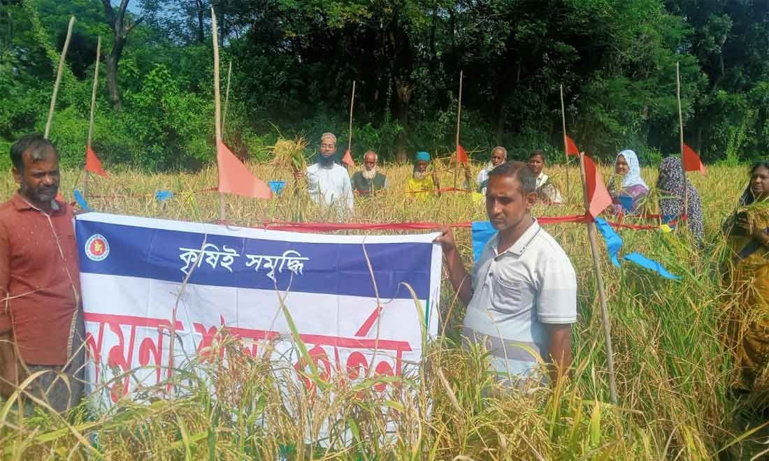 ঝালকাঠিতে আমন আবাদে বাম্পার ফলন, কৃষকের মুখে হাসি