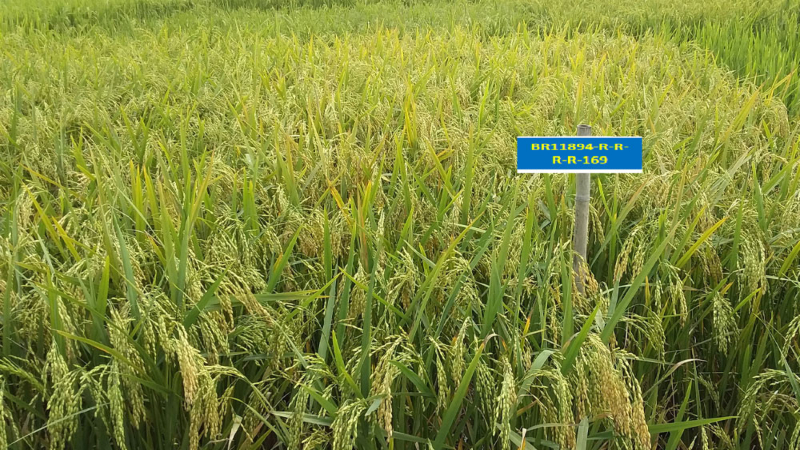 দেশের শস্য ভাণ্ডারে যুক্ত হলো ছয়টি নতুন ধানের জাত