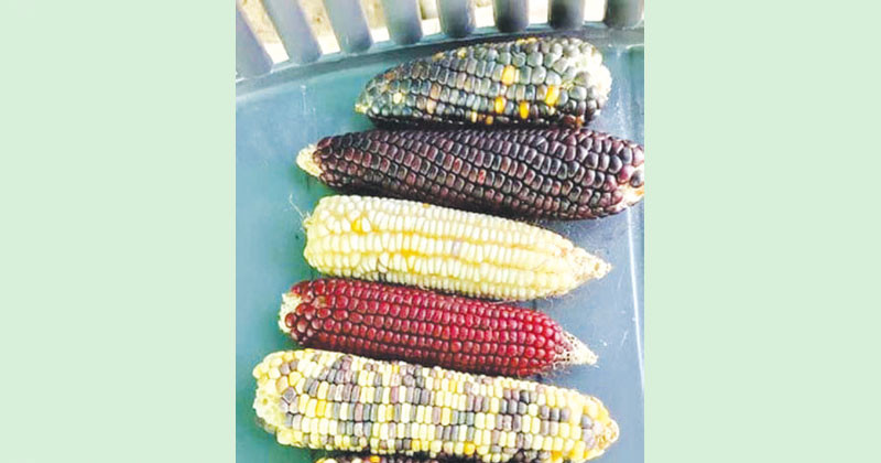 রঙিন ভুট্টায় কৃষিতে সম্ভাবনা