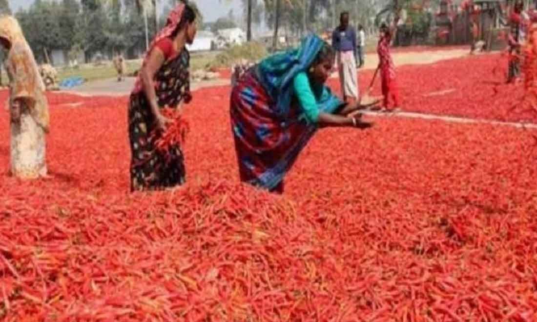 সিরাজগঞ্জে যমুনা চরের ফলছে লাল সোনা