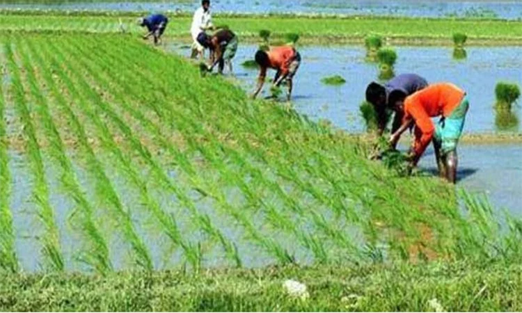 ইরি ও বোরো চারা রোপণে ব্যস্ত দিনাজপুরের কৃষকরা
