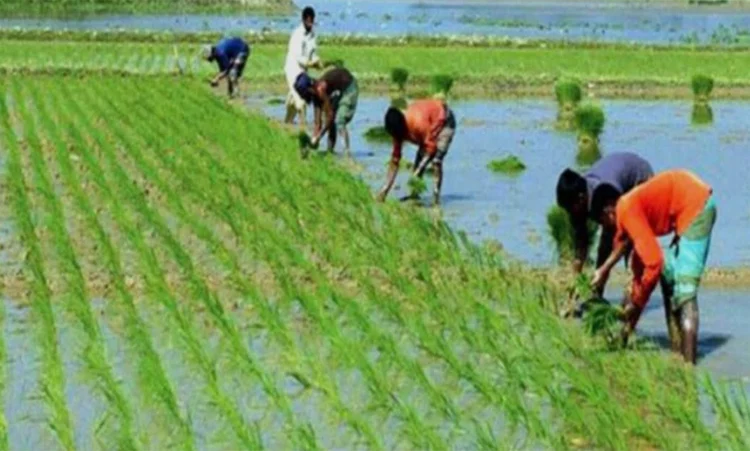 খুলনায় লক্ষ্যমাত্রার ৯৬ শতাংশ বোরো চারা রোপণ সম্পন্ন