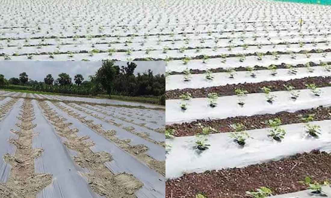 মালচিং পেপার ব্যবহার করে ফসল চাষবিষয়ক প্রশিক্ষণ