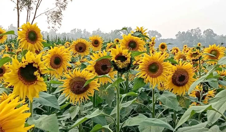বাড়ছে সূর্যমুখী চাষ, সিরাজগঞ্জে কৃষিতে নতুন সম্ভাবনা
