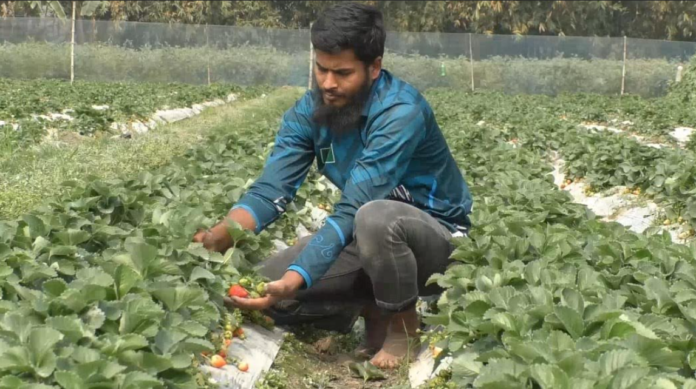 রংপুরের তরুণ হাবিব মিয়া স্ট্রবেরি চাষে সফল কৃষি উদ্যোক্তা