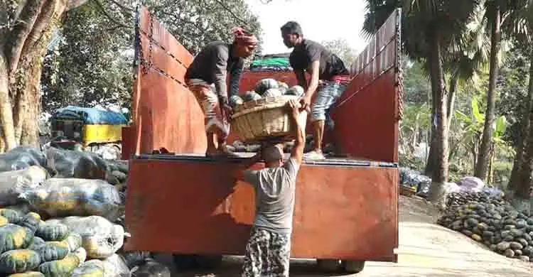 রপ্তানি জটিলতায় বিপাকে ভোলাহাটের মিষ্টি কুমড়া চাষিরা