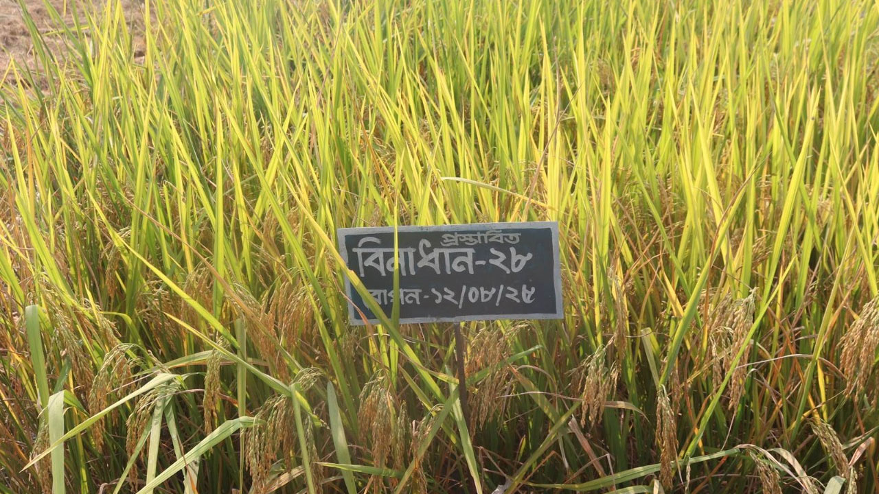 নতুন সুগন্ধি ও ব্লাস্ট প্রতিরোধী আমন জাতের উদ্ভাবন
