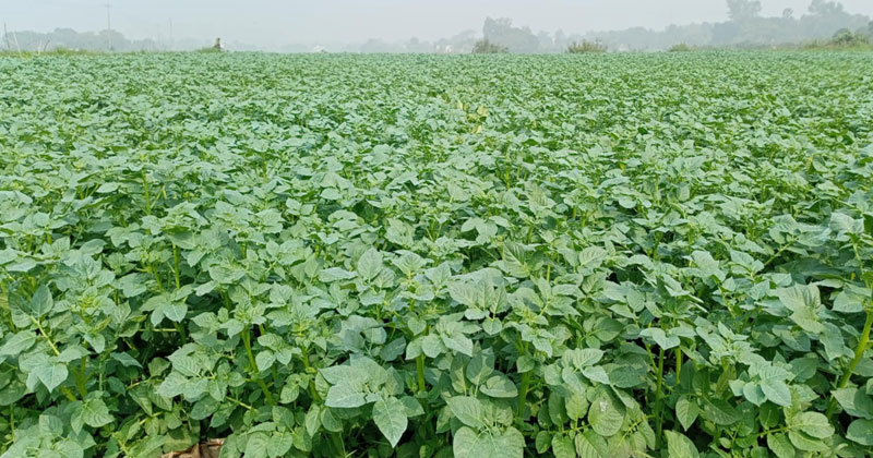 আলুর দ্বিগুণ ফলনের স্বপ্ন দেখছেন কৃষকরা 