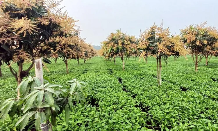 চায়ের সাথী ফসল হিসেবে আম