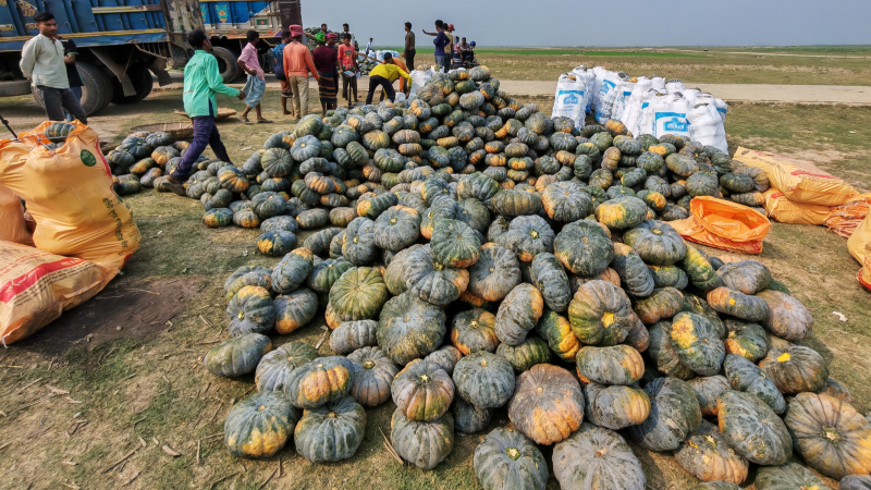 হাওরাঞ্চলে মিষ্টি কুমড়ার অধিক ফলনে খুশি কৃষকেরা