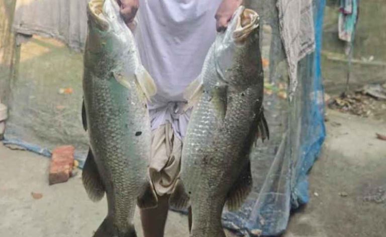 পুকুরে মিলল ২৬ কেজির দুই বিশাল কোরাল মাছ 