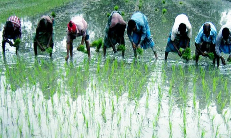 রংপুর অঞ্চলে ১,৭৯,১৬১ টন ক্লিন আউশ চাল উৎপাদন লক্ষ্যমাত্রা নির্ধারণ