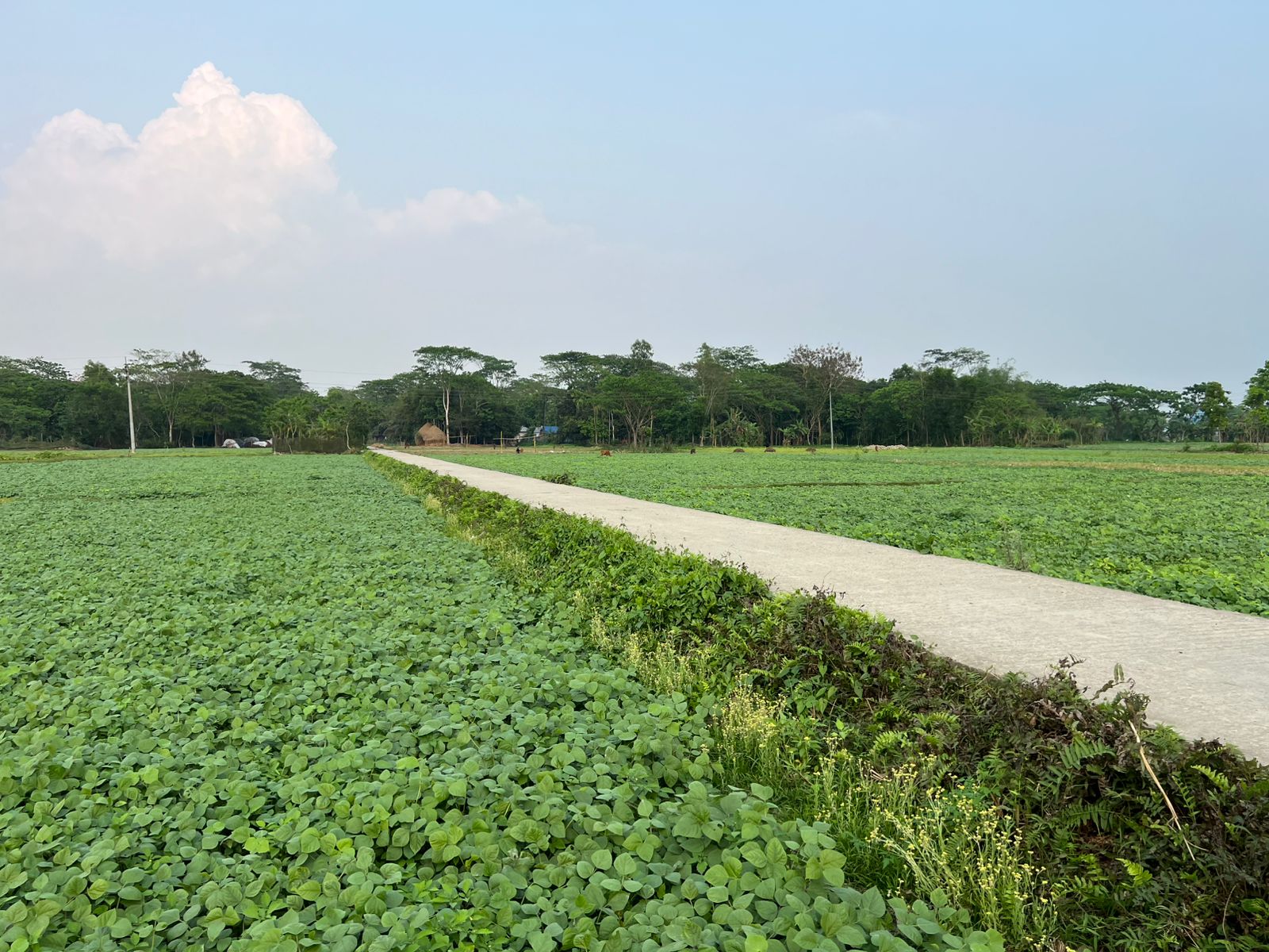পটুয়াখালীতে মুগ ডালের ব্যাপক ফলনের সম্ভাবনা