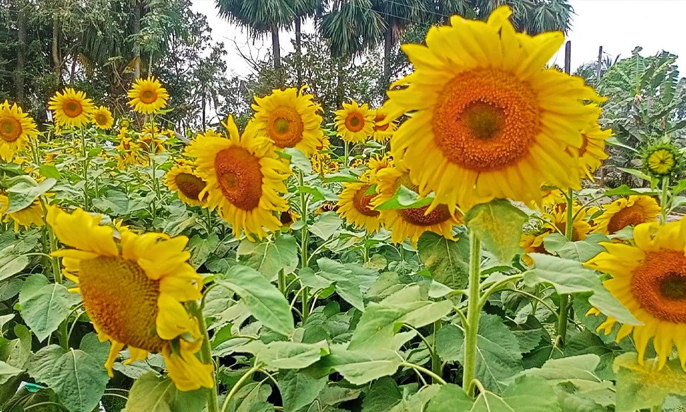 পটুয়াখালীতে লক্ষ্যমাত্রার চেয়ে বেশি জমিতে সূর্যমুখি চাষ