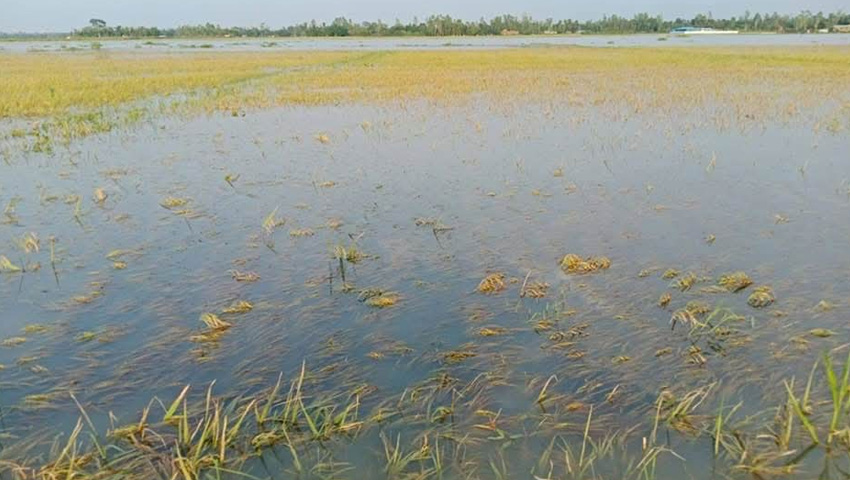 টানা বৃষ্টি, শ্রীমঙ্গলে ২৬৫ হেক্টর বোরো ধান নষ্ট, বিপাকে কৃষক