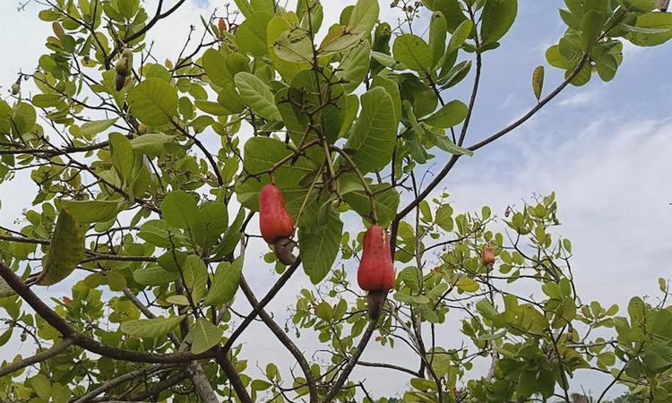 কাজুবাদাম চাষে সফলতা পেয়েছে রাইখালী কৃষি গবেষণা কেন্দ্র