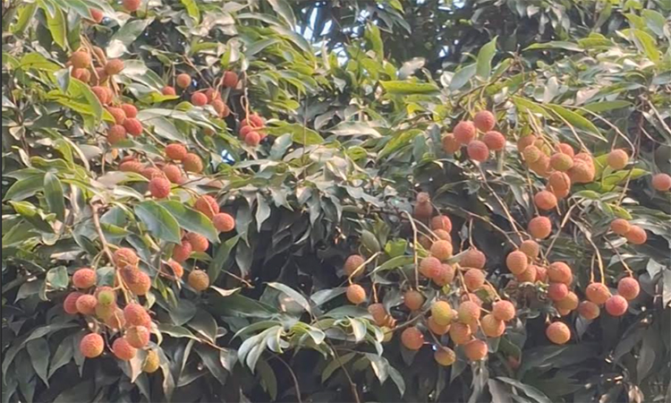 রাজশাহীতে লিচু চাষে ৫৬ কোটি টাকার বাণিজ্যের সম্ভাবনা