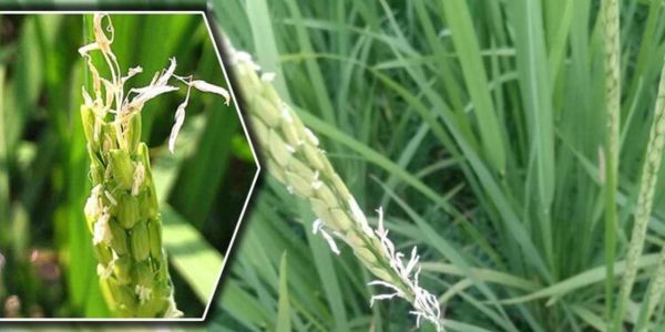 জলবায়ু পরিবর্তনে ধান চাষে নতুন সমস্যা
