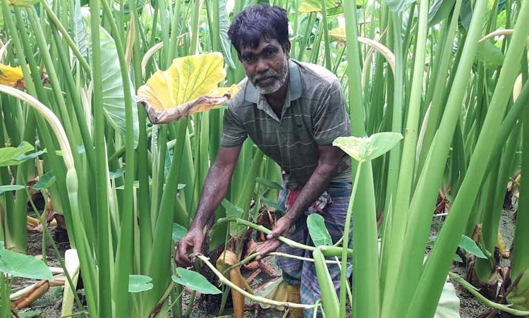 মেহেরপুরে কন্দাল জাতের লতিকচুর চাষ বাড়ছে