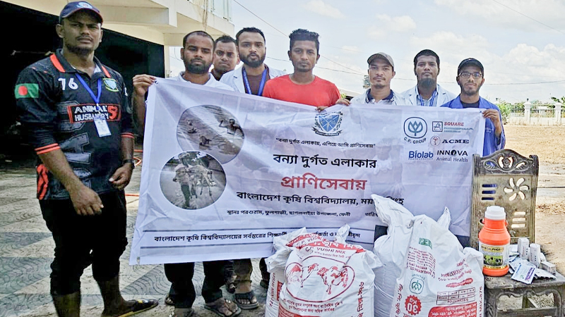 বন্যাকবলিত এলাকায় প্রাণিসেবায় বাকৃবি শিক্ষার্থীরা