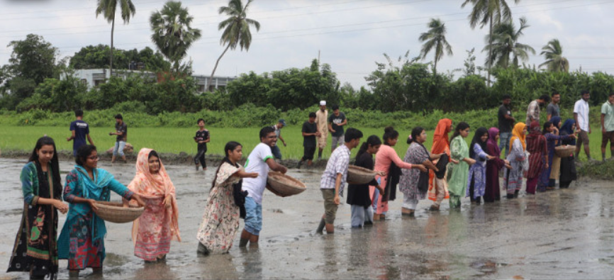 ২য় দফায় বাকৃবি শিক্ষার্থীদের ধানের বীজ বপন
