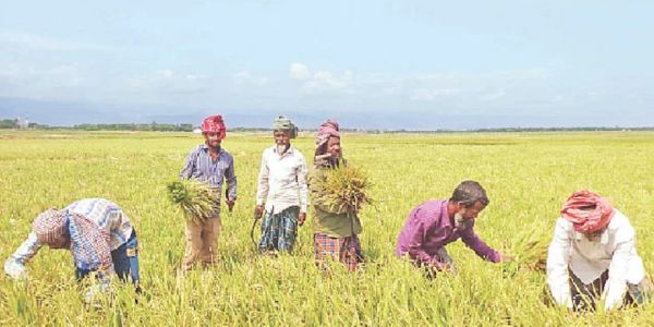 সোনালি ধানে হাসছে হাওর