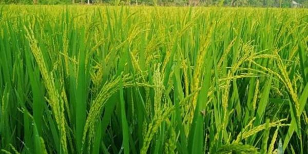 গোপালগঞ্জে চাল উৎপাদনের লক্ষ্য প্রায় ৪ লাখ মেট্রিক টন