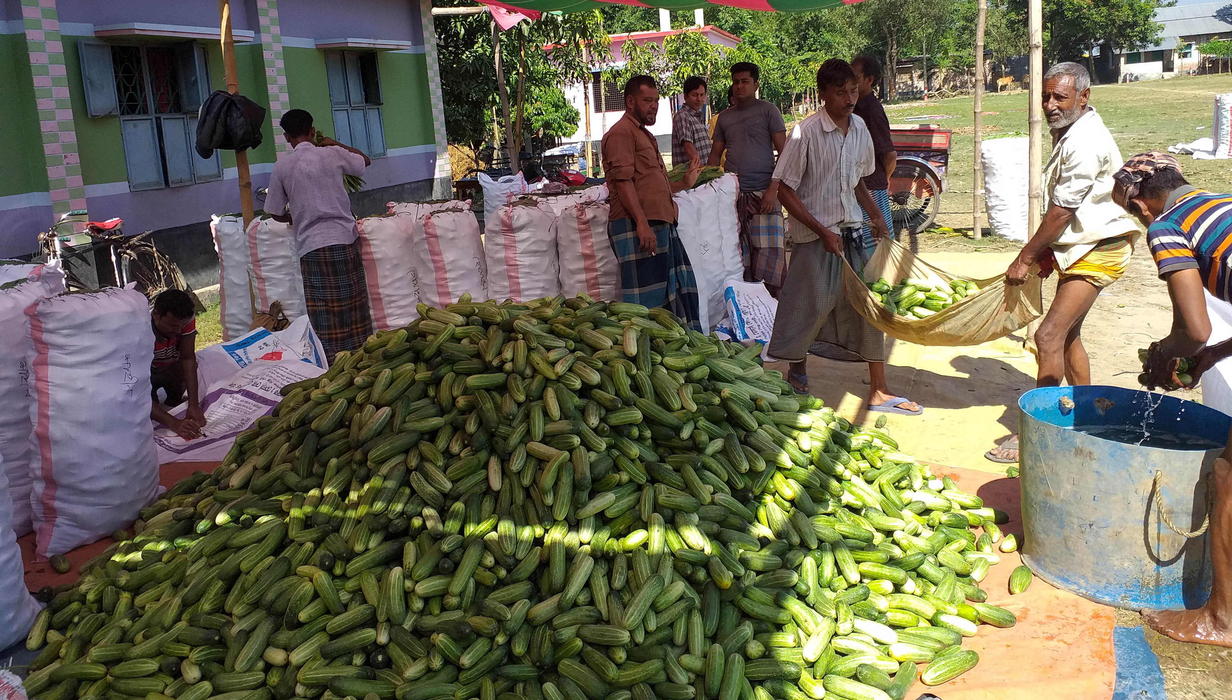 জয়পুরহাটের চাষীরা শশা চাষ করে লাভবান 