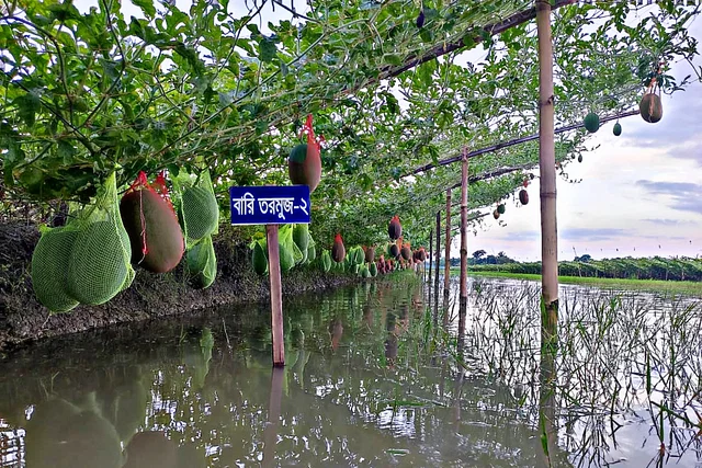 ঘেরের পাড়ে অসময়ের তরমুজ