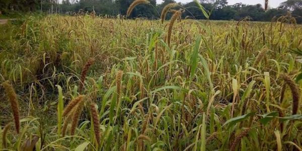পঞ্চগড়ে হারিয়ে যাচ্ছে কাউন চাষ