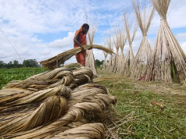পাটখড়ির দামে লাভবান কৃষকেরা