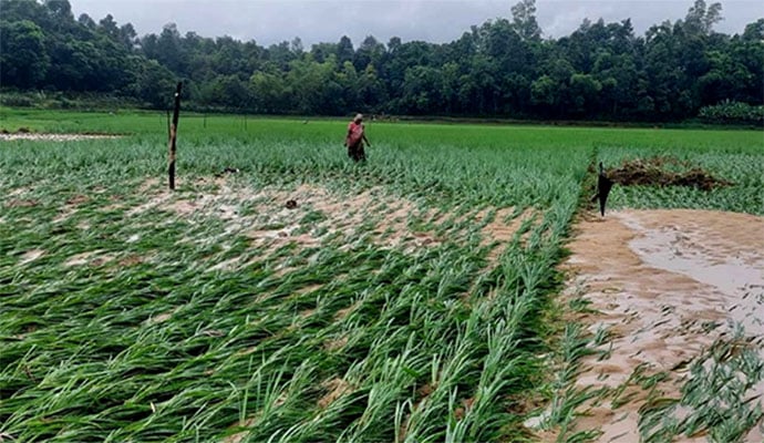 বরগুনায় বৃষ্টিতে ক্ষতিগ্রস্ত চাষীদের সরকারি সহায়তা