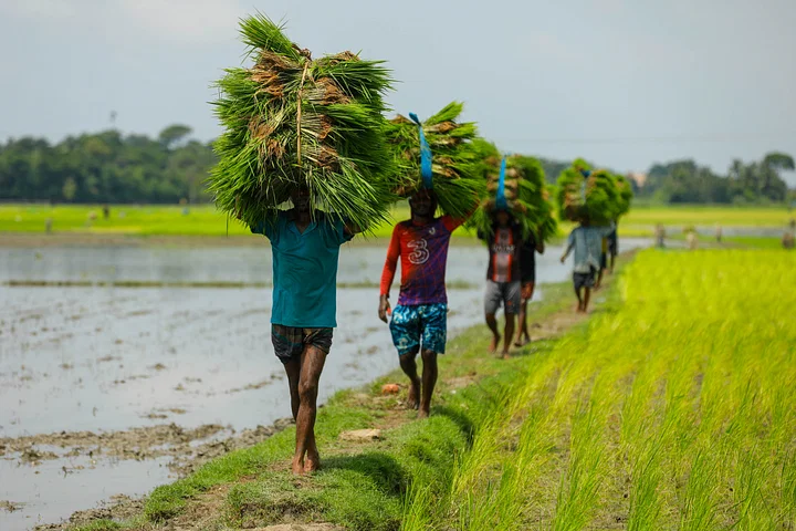 আমন রোপণের ব্যস্ততা
