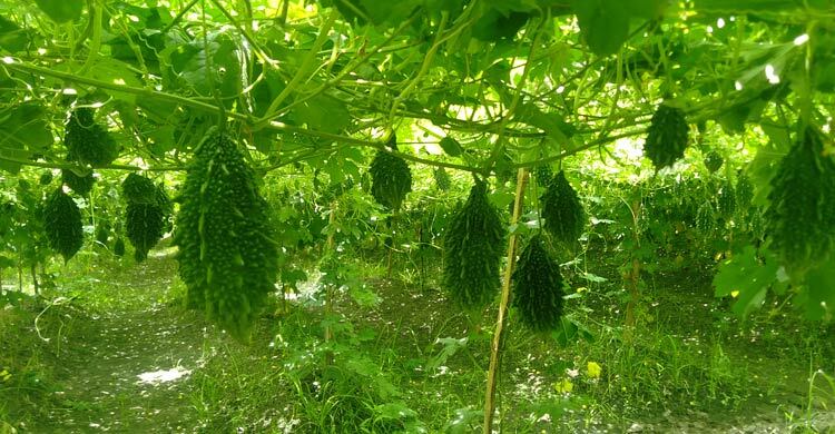 করলা চাষে কম খরচে বেশি লাভ