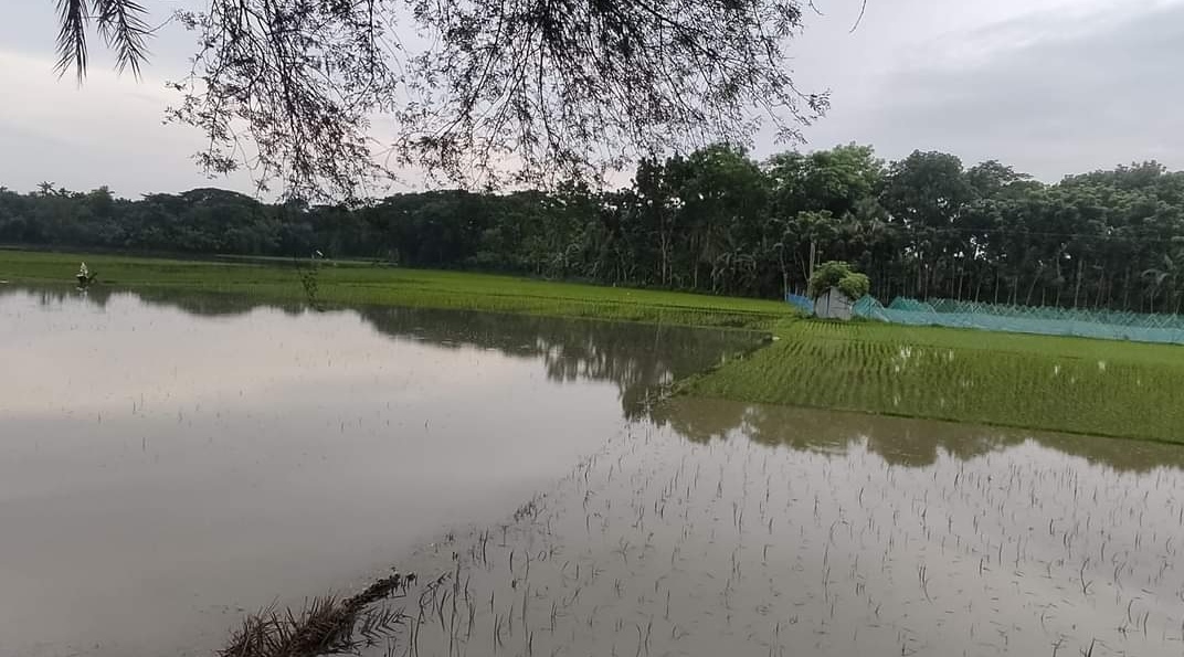 টানা বৃষ্টিতে খুলনায় তলিয়ে গেছে ধানখেত
