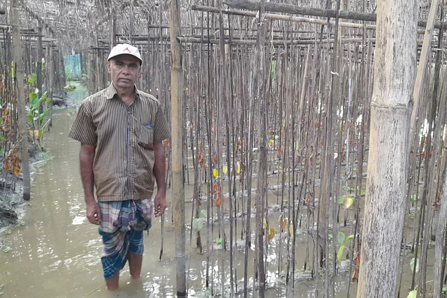 বরজে বন্যার পানি, পচে গেছে পান