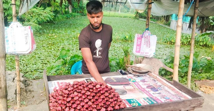 সাতক্ষীরার বাজারে চাহিদা বাড়ছে পানিফলের